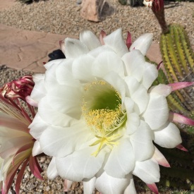 Blooms