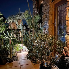 IMG_2531-1